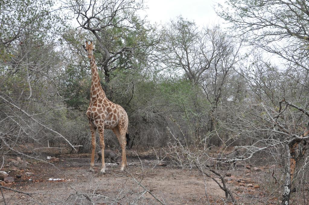 Villa Zazu Marloth Park Luaran gambar