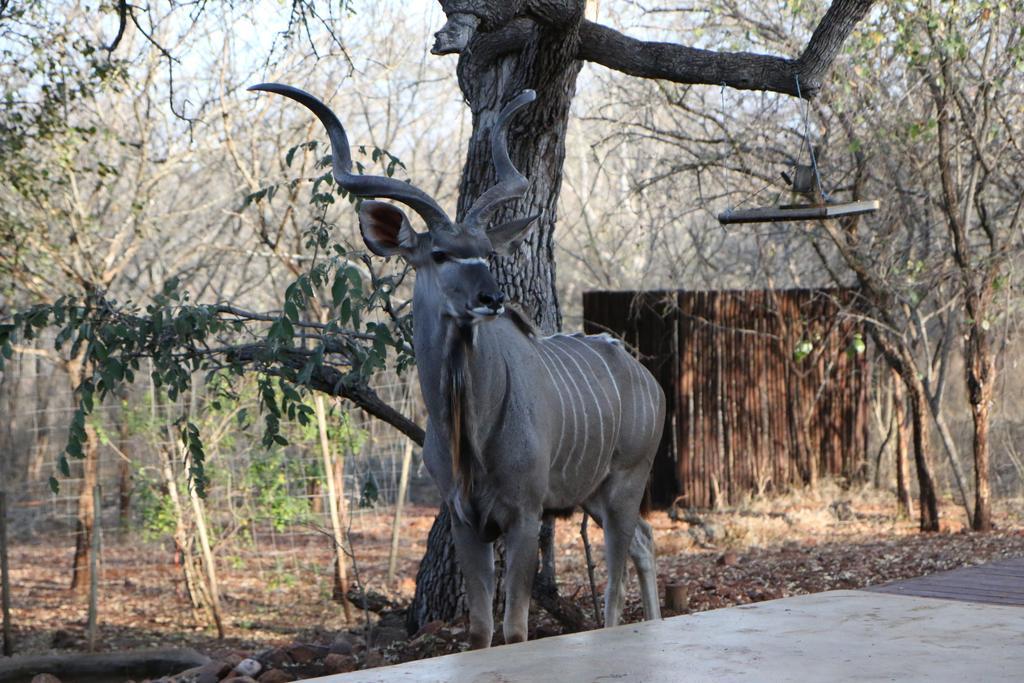 Villa Zazu Marloth Park Luaran gambar