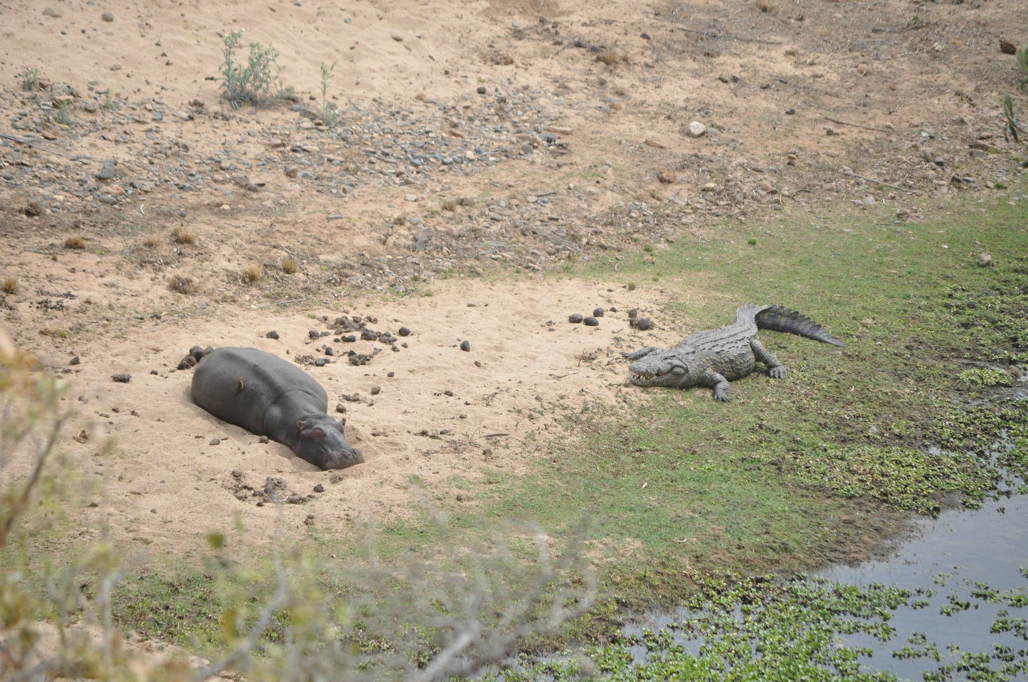 Villa Zazu Marloth Park Luaran gambar